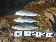 ツバスの釣果