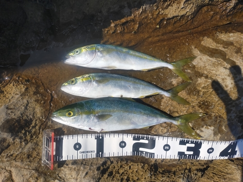 ツバスの釣果