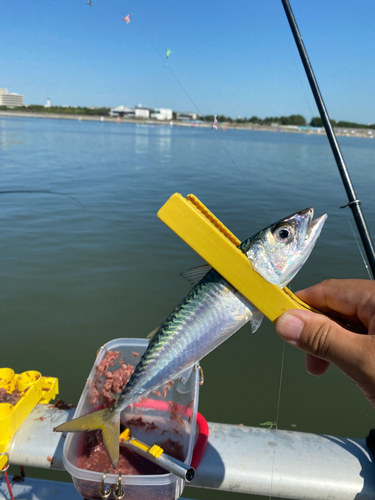 サバの釣果