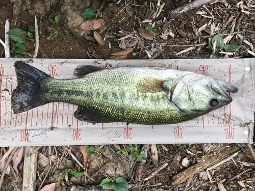 ブラックバスの釣果