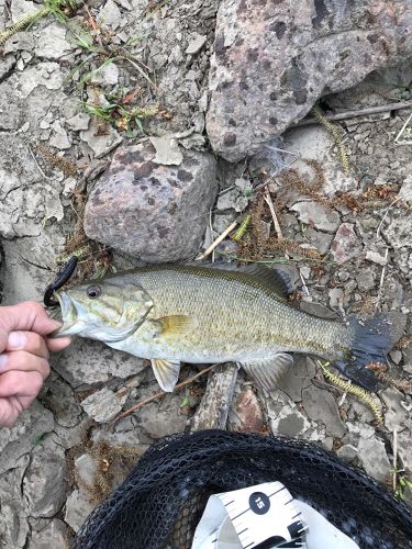 スモールマウスバスの釣果