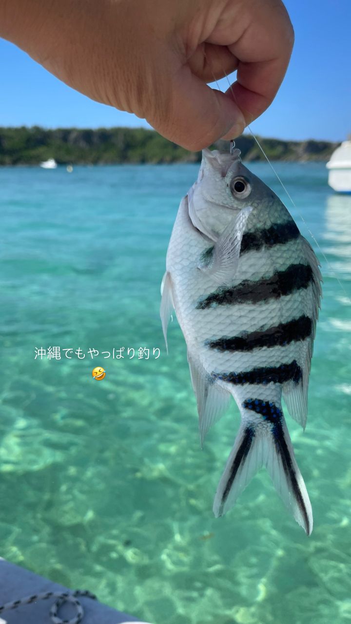 ロクセンスズメダイ