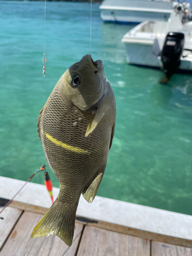 オキナメジナの釣果