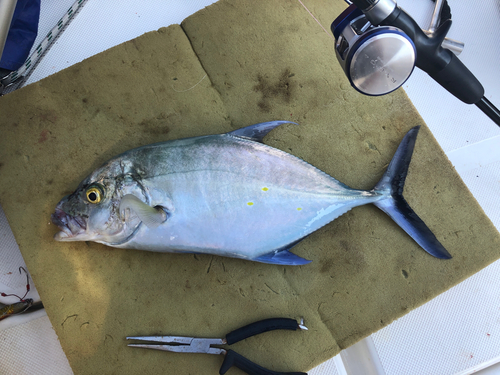 ナンヨウカイワリの釣果