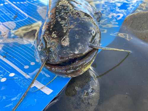 マナマズの釣果