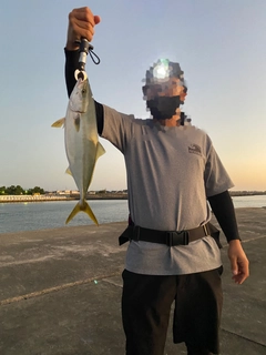 ハマチの釣果