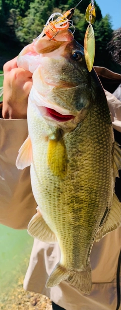 ブラックバスの釣果