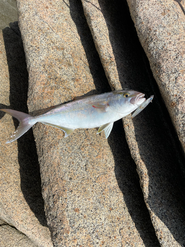 ショゴの釣果