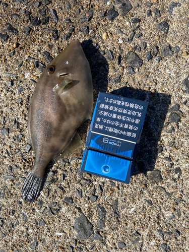 ウマヅラハギの釣果