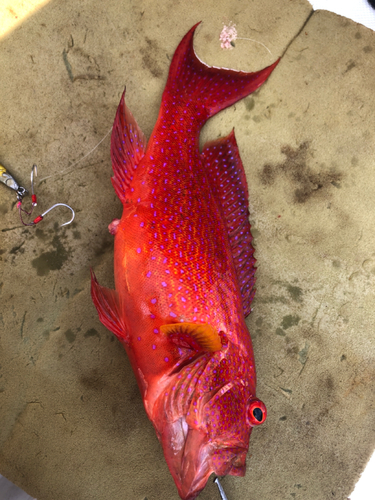 オジロバラハタの釣果