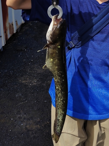 ナマズの釣果