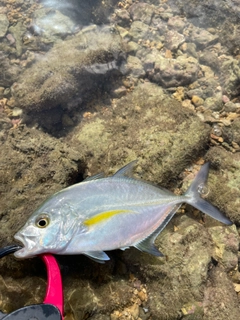 メッキの釣果