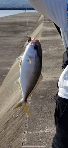 ショゴの釣果