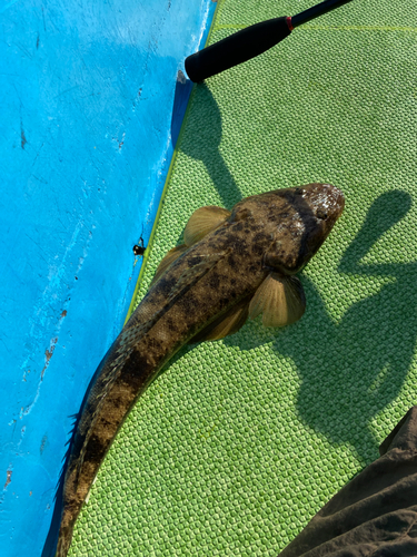 マゴチの釣果