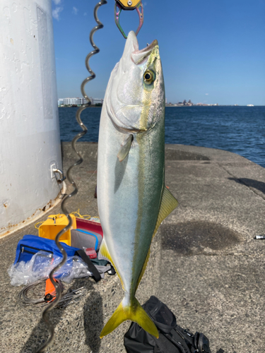 イナダの釣果