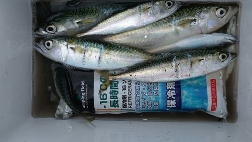 マサバの釣果