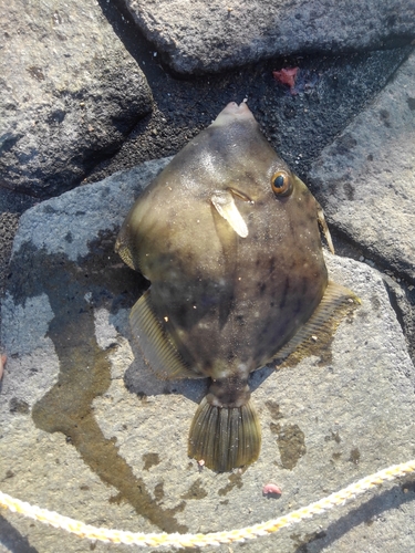 カワハギの釣果