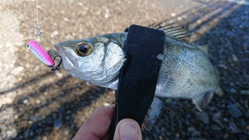 セイゴ（マルスズキ）の釣果