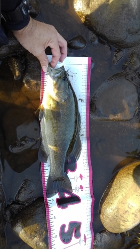 スモールマウスバスの釣果