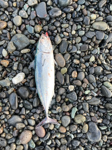 マルソウダの釣果