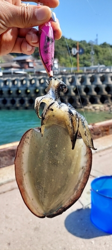 イカの釣果