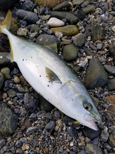 ヤズの釣果