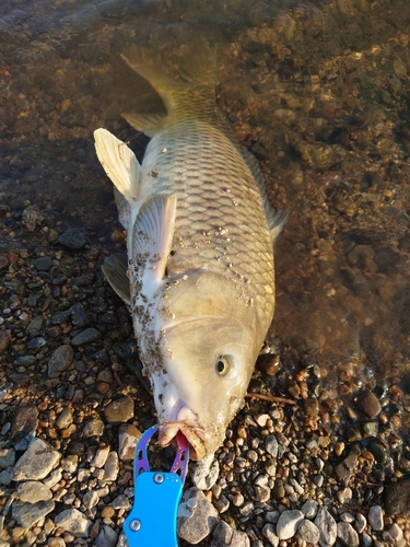 コイの釣果