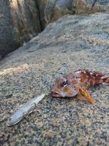 アラカブの釣果