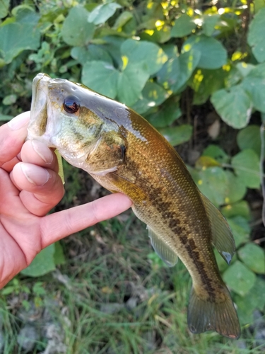 ラージマウスバスの釣果