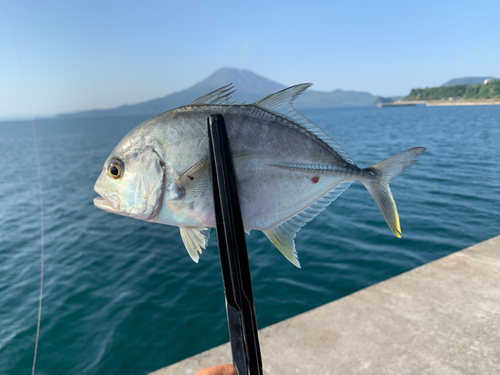 メッキの釣果