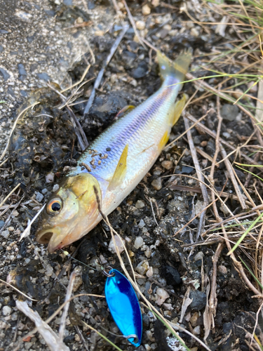 カワムツの釣果