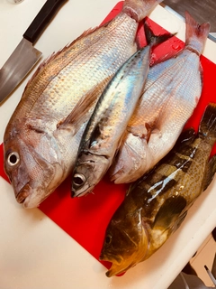 マダイの釣果