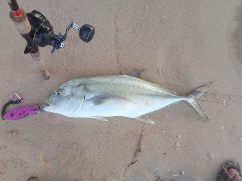 オニヒラアジの釣果