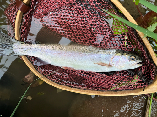 ニジマスの釣果