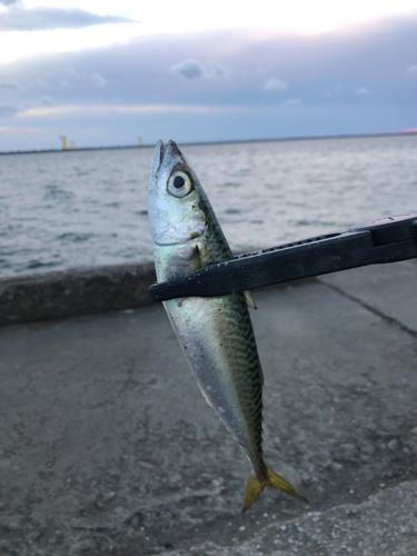 サバの釣果