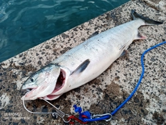 アキアジの釣果