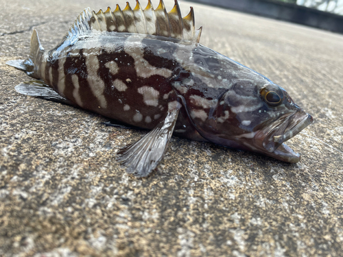 クエの釣果