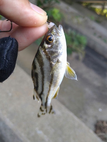 コトヒキの釣果