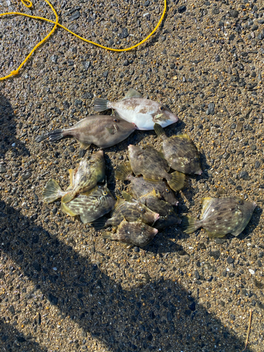 カワハギの釣果