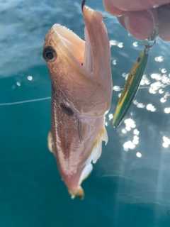 エソの釣果