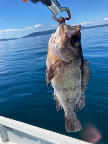 アカメバルの釣果