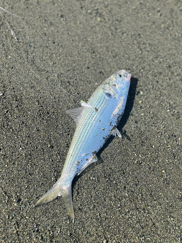 コノシロの釣果