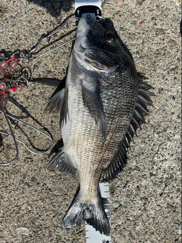 チヌの釣果