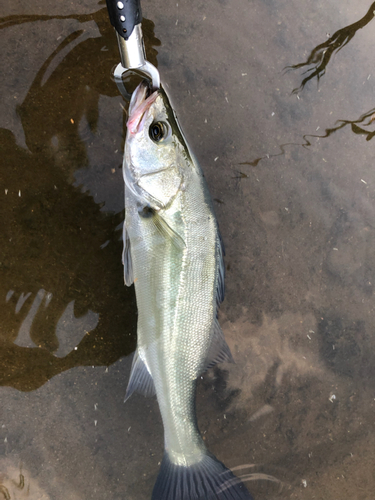 スズキの釣果