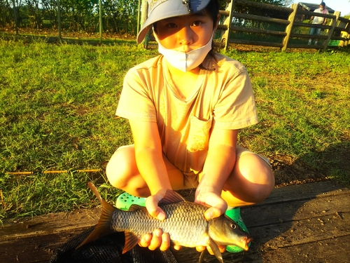 コイの釣果