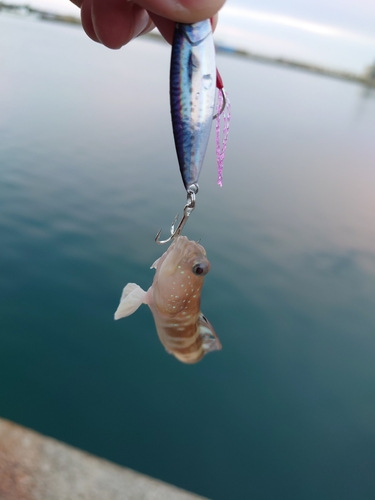 イトヒキハゼの釣果