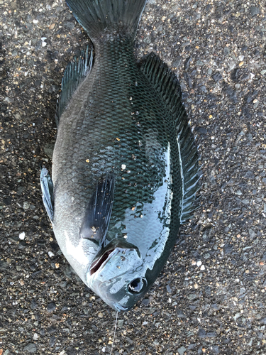 メジナの釣果