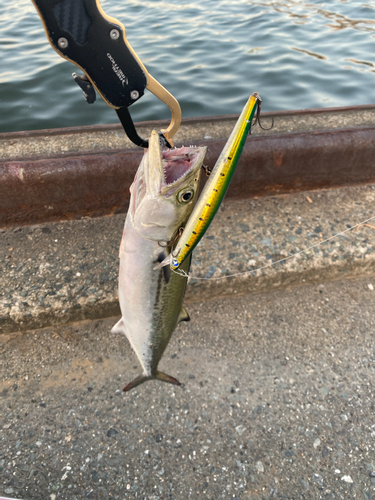 サゴシの釣果