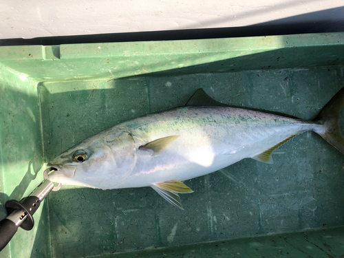 ハマチの釣果