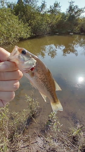 ラージマウスバスの釣果